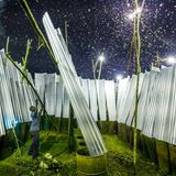 Ein Mann ersetzt eine Lampe in seiner Fanganlage. Wärme und Helligkeit locken die nachtfliegenden Insekten an. Daher werden die glühenden Spiralen von 400 Watt-Halogenlampen eingesetzt. Diese sind an mehrere Spulen angeschlossen, um ihre Leistung auf 1200 Watt pro Lampe zu steigern. Bei täglichem Betrieb hält ein solches Leuchtmittel nur etwa eine Woche lang. Der Stromverbrauch wird gezählt, wobei einige Anlagen auch illegal das Stromnetz anzapfen.