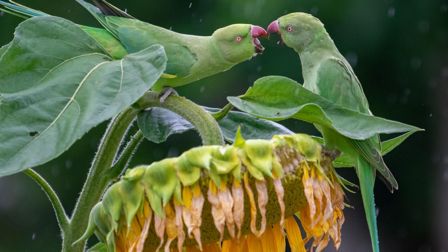 20.09.2021      "Eine "Bande" kleiner Alexandersittiche fällt regelmäßig in unseren Garten ein und oft gibt es Zank und Streit. Selbst starker Regen kann sie nicht davon abhalten, um die größte Sonnenblume zu streiten. Der Regen gibt dem Bild eine besondere Dynamik."      Ort: Wiesbaden  Kamera: Nikon D5300, Nikon 70-200 mm, 2,8 + TC 1,4