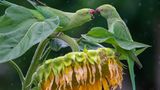 20.09.2021      "Eine "Bande" kleiner Alexandersittiche fällt regelmäßig in unseren Garten ein und oft gibt es Zank und Streit. Selbst starker Regen kann sie nicht davon abhalten, um die größte Sonnenblume zu streiten. Der Regen gibt dem Bild eine besondere Dynamik."      Ort: Wiesbaden  Kamera: Nikon D5300, Nikon 70-200 mm, 2,8 + TC 1,4