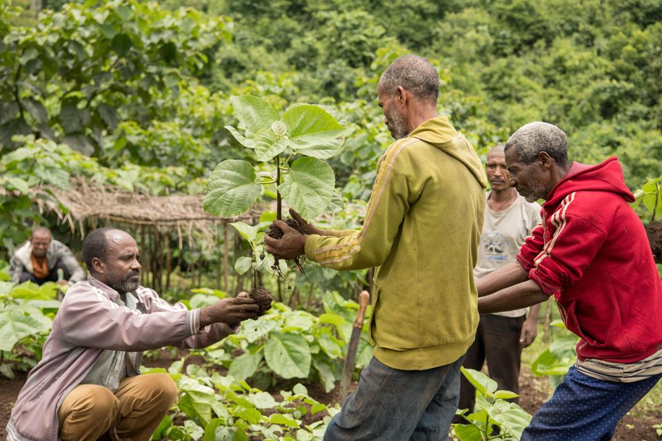 Äthiopien: Mitglieder der partizipativen Waldnutzergruppe Tsige-Genet arbeiten in einer Baumschule und helfen bei der Aufzucht und Verteilung von "Wanza" (Cordia Africana) Mitglieder der partizipativen Waldnutzergruppe Tsige-Genet arbeiten in einer Baumschule und helfen bei der Aufzucht und Verteilung von "Wanza" (Cordia Africana)