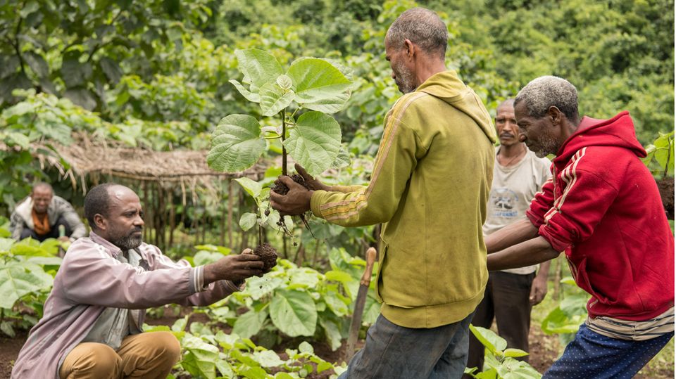 Äthiopien: Mitglieder der partizipativen Waldnutzergruppe Tsige-Genet arbeiten in einer Baumschule und helfen bei der Aufzucht und Verteilung von "Wanza" (Cordia Africana) Mitglieder der partizipativen Waldnutzergruppe Tsige-Genet arbeiten in einer Baumschule und helfen bei der Aufzucht und Verteilung von "Wanza" (Cordia Africana)