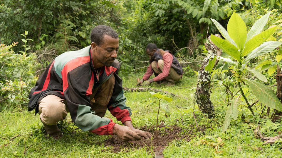 Äthiopien: Mitglieder der Waldnutzergruppe Tsige-Genet forsten Lücken im Wald mit Cordia africana auf Mitglieder der Waldnutzergruppe Tsige-Genet forsten Lücken im Wald mit Cordia africana auf