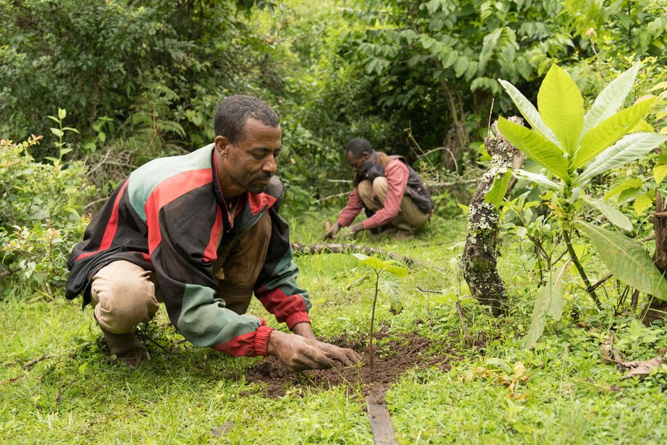 Äthiopien: Mitglieder der Waldnutzergruppe Tsige-Genet forsten Lücken im Wald mit Cordia africana auf Mitglieder der Waldnutzergruppe Tsige-Genet forsten Lücken im Wald mit Cordia africana auf