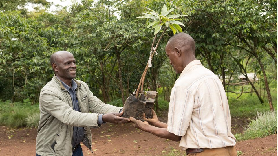 Äthiopien: Projektkoordinator Tamiru Haile (links) überreicht dem Farmer Alemayehu Haile einen gepfropften Mangobaumsämling Projektkoordinator Tamiru Haile (links) überreicht dem Farmer Alemayehu Haile einen gepfropften Mangobaumsämling