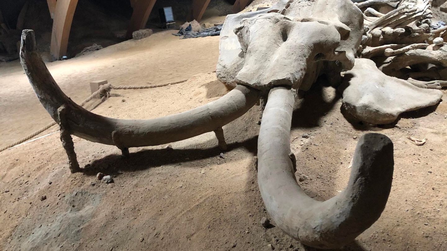 Überreste eines rund eine Million Jahre alten versteinerten Mammutskeletts im Viminacium-Museum (Kostolac, Serbien): Wissenschaftler wollen das Wollhaarmammut wiederbeleben