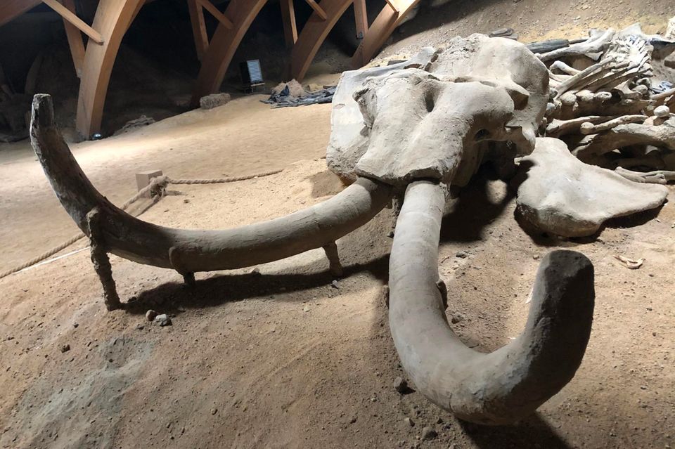 Überreste eines rund eine Million Jahre alten versteinerten Mammutskeletts im Viminacium-Museum (Kostolac, Serbien): Wissenschaftler wollen das Wollhaarmammut wiederbeleben