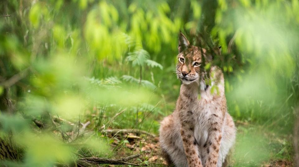 Die auch "Pinselohr" genannte Raubkatze war einst in Westeuropa weit verbreitet. Die größte Katze Europas wurde durch die gezielte Verfolgung beinah ausgerottet.