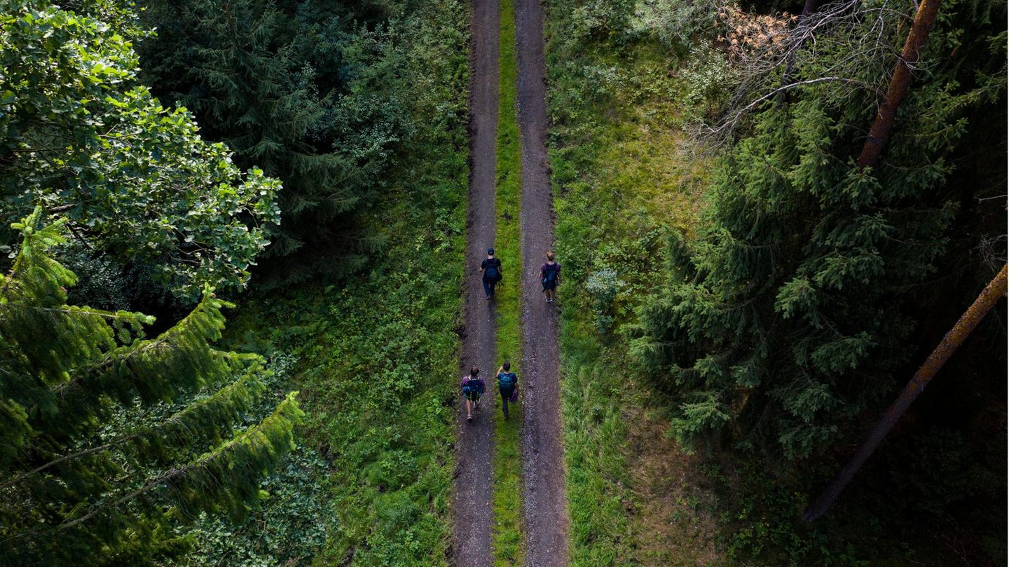 Die Göhrde ist das größte zusammenhängende Mischwaldgebiet Norddeutschlands. Hier können Sie einen besonders einmaligen Naturraum kennen lernen – z.B. bei einer Schweige-Wanderung 