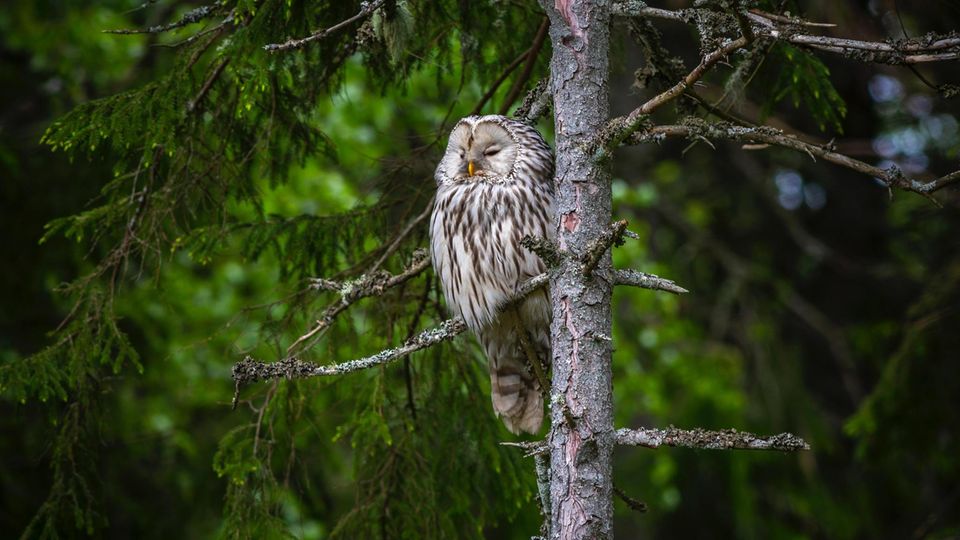 vermutlich Habichtskauz, schläfrig Der Wald ist nicht nur was für kauzige Typen wie diesen Habichtskauz. Buchen etwa soll man suchen, im Bayerischen Wald zum Beispiel. Studien belegen, dass eine Weile unter Bäumen positiv für die Gesundheit ist