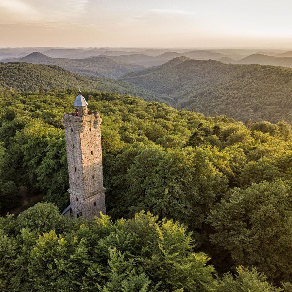 Fast unendliche Weiten: Der Pfälzerwald ist Deutschlands größtes zusammenhängendes Waldgebiet und bildet mit den Nordvogesen ein grenzüberschreitendes UNESCO-Biosphärenreservat