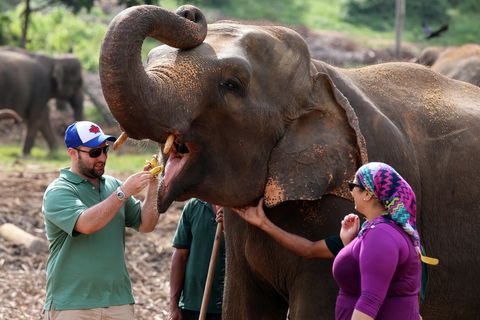 Elefanten sind auf Sri Lanka ein großes Streitthema