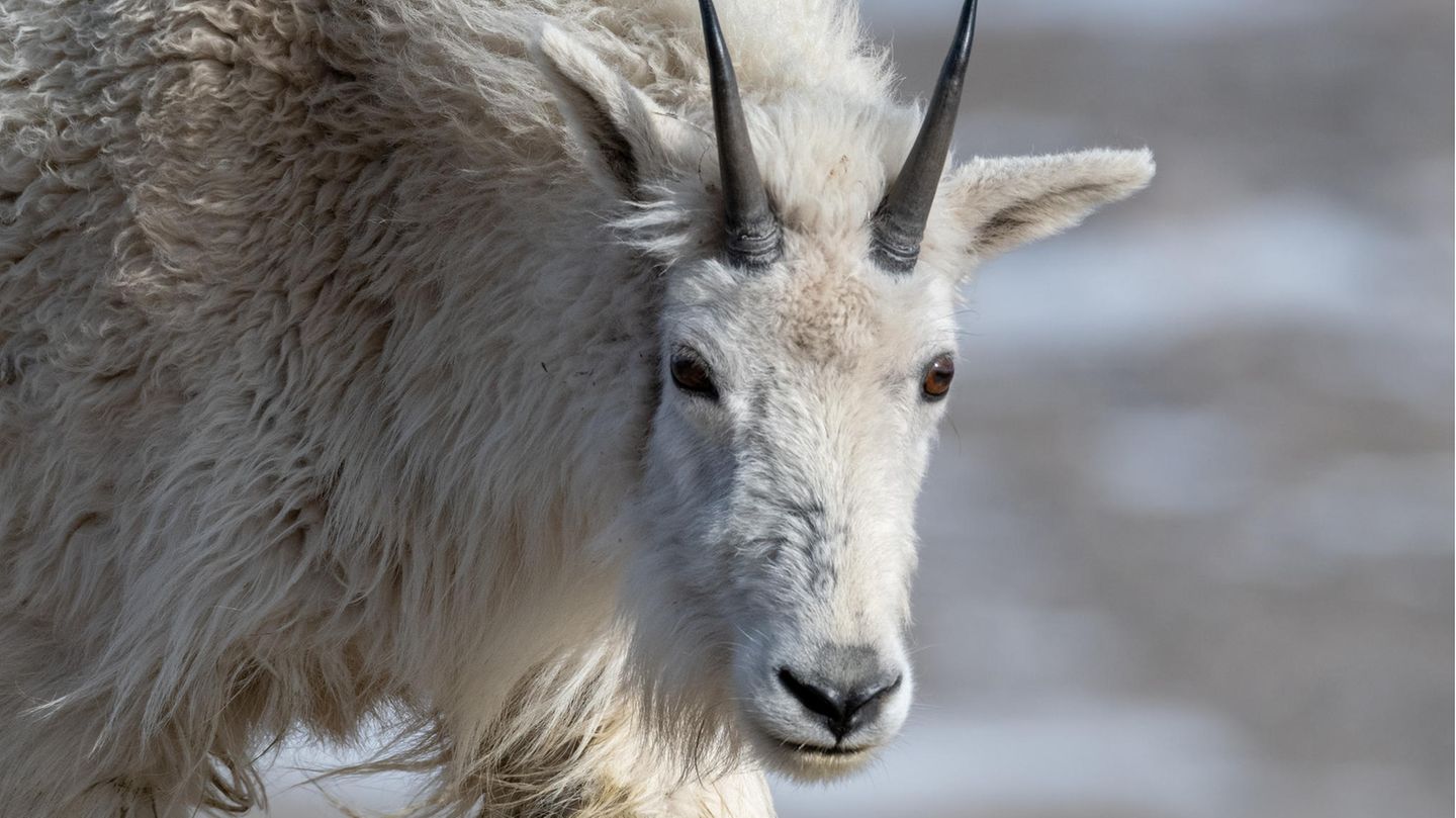Rocky Mountains: Bergziegen sind wehrhafte Gegner für Bären. Trotzdem unterliegen sie meist Bergziegen sind wehrhafte Gegner für Bären. Trotzdem unterliegen sie meist
