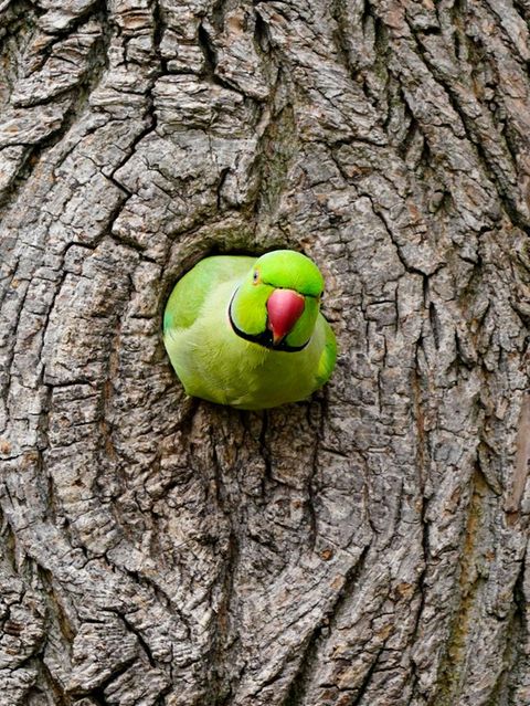 Sensation und Ärgernis: Invasion der bunten Vögel: In Deutschland leben zehntausende wilde Papageien