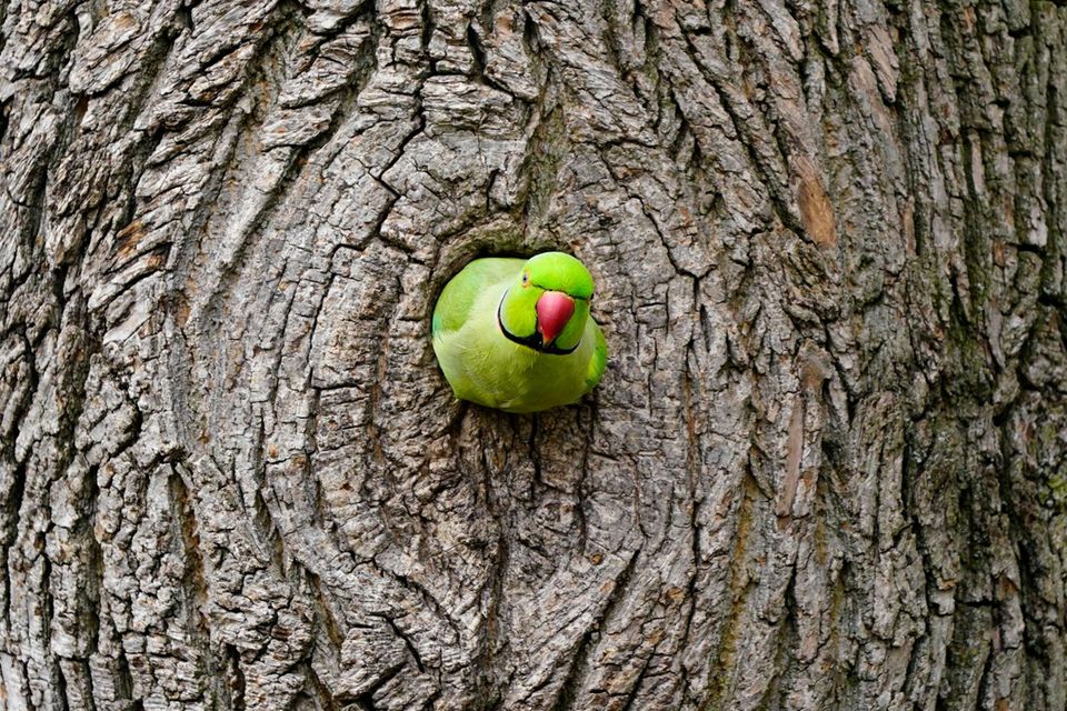 Sensation und Ärgernis: Invasion der bunten Vögel: In Deutschland leben zehntausende wilde Papageien