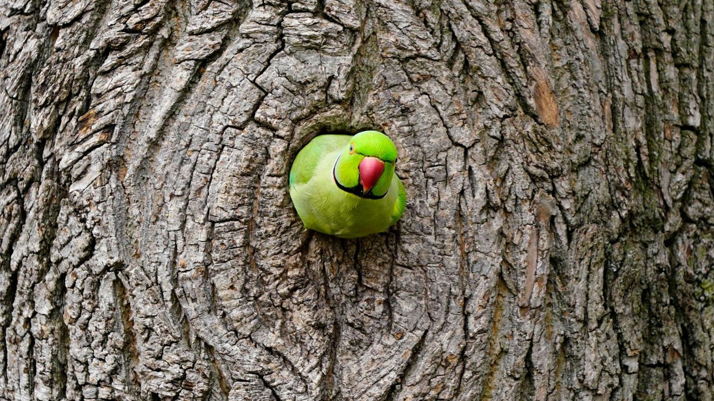 Sensation und Ärgernis: Invasion der bunten Vögel: In Deutschland leben zehntausende wilde Papageien