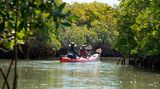 Kayakfahrer erkunden die Mangroven am Estero River in Florida