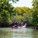 Kayakfahrer erkunden die Mangroven am Estero River in Florida
