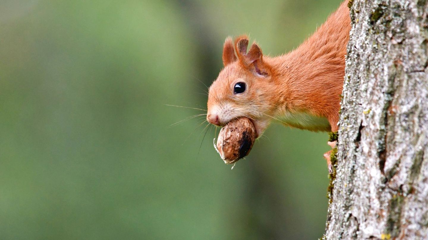 27.09.2021      "Jetzt haben die flinken Eichhörnchen Hochsaison, eifrig vergraben sie Nüsse als Wintervorrat. Dafür klettern sie kopfüber den Baumstamm hinunter auf den Boden, aber nicht ohne vorher aufmerksam die Umgebung zu prüfen."      Ort: Wien  Kamera: Nikon D 7500, Tele