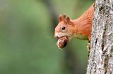 27.09.2021      "Jetzt haben die flinken Eichhörnchen Hochsaison, eifrig vergraben sie Nüsse als Wintervorrat. Dafür klettern sie kopfüber den Baumstamm hinunter auf den Boden, aber nicht ohne vorher aufmerksam die Umgebung zu prüfen."      Ort: Wien  Kamera: Nikon D 7500, Tele