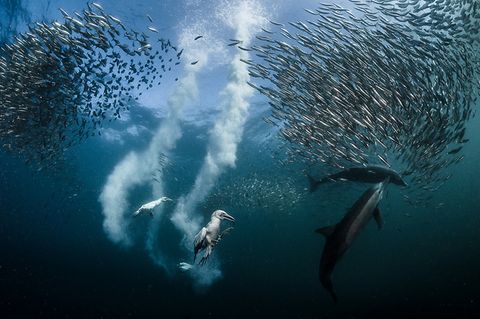 Ausstellung im Gasometer Oberhausen: In der Ausstellung begeben sich Besucherinnen und Besucher auf eine bildgewaltige Reise durch die bewegte Klimageschichte unserer Erde. Ständige Begleiter sind preisgekrönte Fotografien und Filmmaterial, die den Wandel der Tier- und Pflanzenwelt in Zeiten des Anthropozäns eindrucksvoll veranschaulichen.