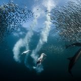 Ausstellung im Gasometer Oberhausen: In der Ausstellung begeben sich Besucherinnen und Besucher auf eine bildgewaltige Reise durch die bewegte Klimageschichte unserer Erde. Ständige Begleiter sind preisgekrönte Fotografien und Filmmaterial, die den Wandel der Tier- und Pflanzenwelt in Zeiten des Anthropozäns eindrucksvoll veranschaulichen.
