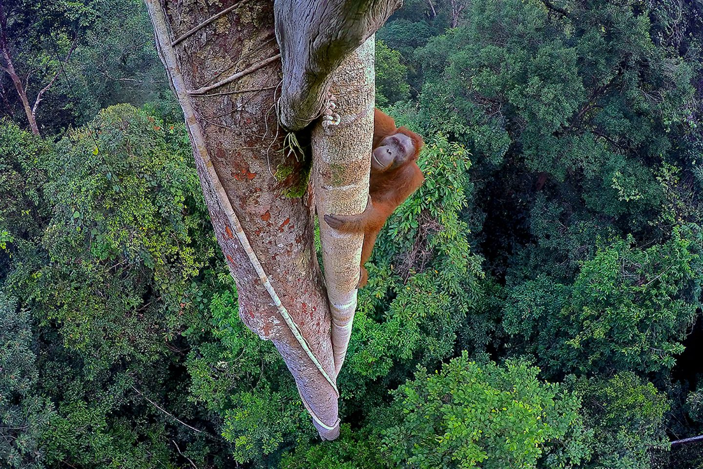 Ausstellung im Gasometer Oberhausen: Großformatige Fotografien lassen den Betrachter mit Affen in die Baumwipfel des Regenwaldes klettern, mit jungen Eisbären spielerisch über das Packeis tollen oder mit einer Karibu-Herde durch die Taiga ziehen.