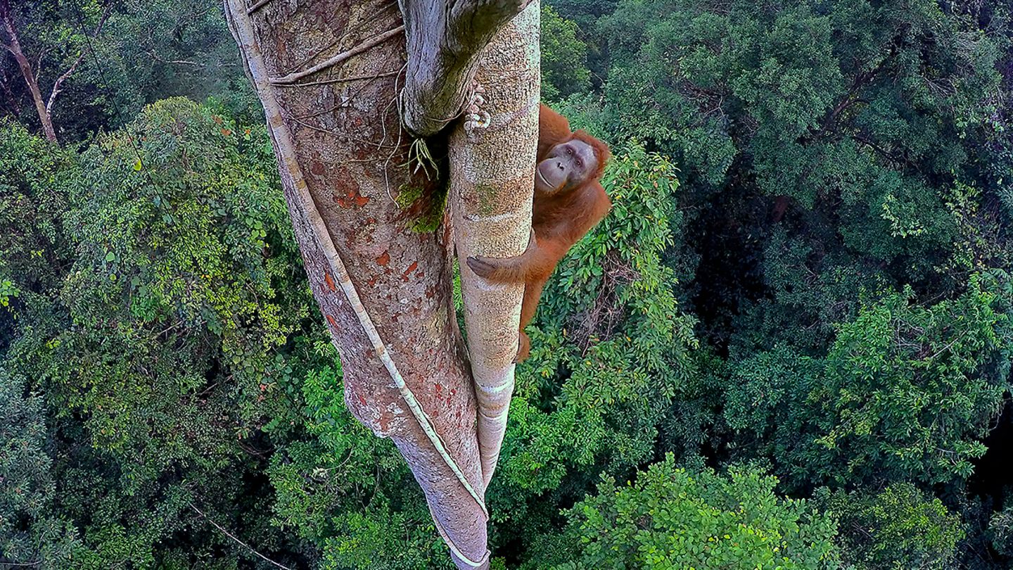 Ausstellung im Gasometer Oberhausen: Großformatige Fotografien lassen den Betrachter mit Affen in die Baumwipfel des Regenwaldes klettern, mit jungen Eisbären spielerisch über das Packeis tollen oder mit einer Karibu-Herde durch die Taiga ziehen.