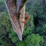Ausstellung im Gasometer Oberhausen: Großformatige Fotografien lassen den Betrachter mit Affen in die Baumwipfel des Regenwaldes klettern, mit jungen Eisbären spielerisch über das Packeis tollen oder mit einer Karibu-Herde durch die Taiga ziehen.