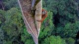 Ausstellung im Gasometer Oberhausen: Großformatige Fotografien lassen den Betrachter mit Affen in die Baumwipfel des Regenwaldes klettern, mit jungen Eisbären spielerisch über das Packeis tollen oder mit einer Karibu-Herde durch die Taiga ziehen.