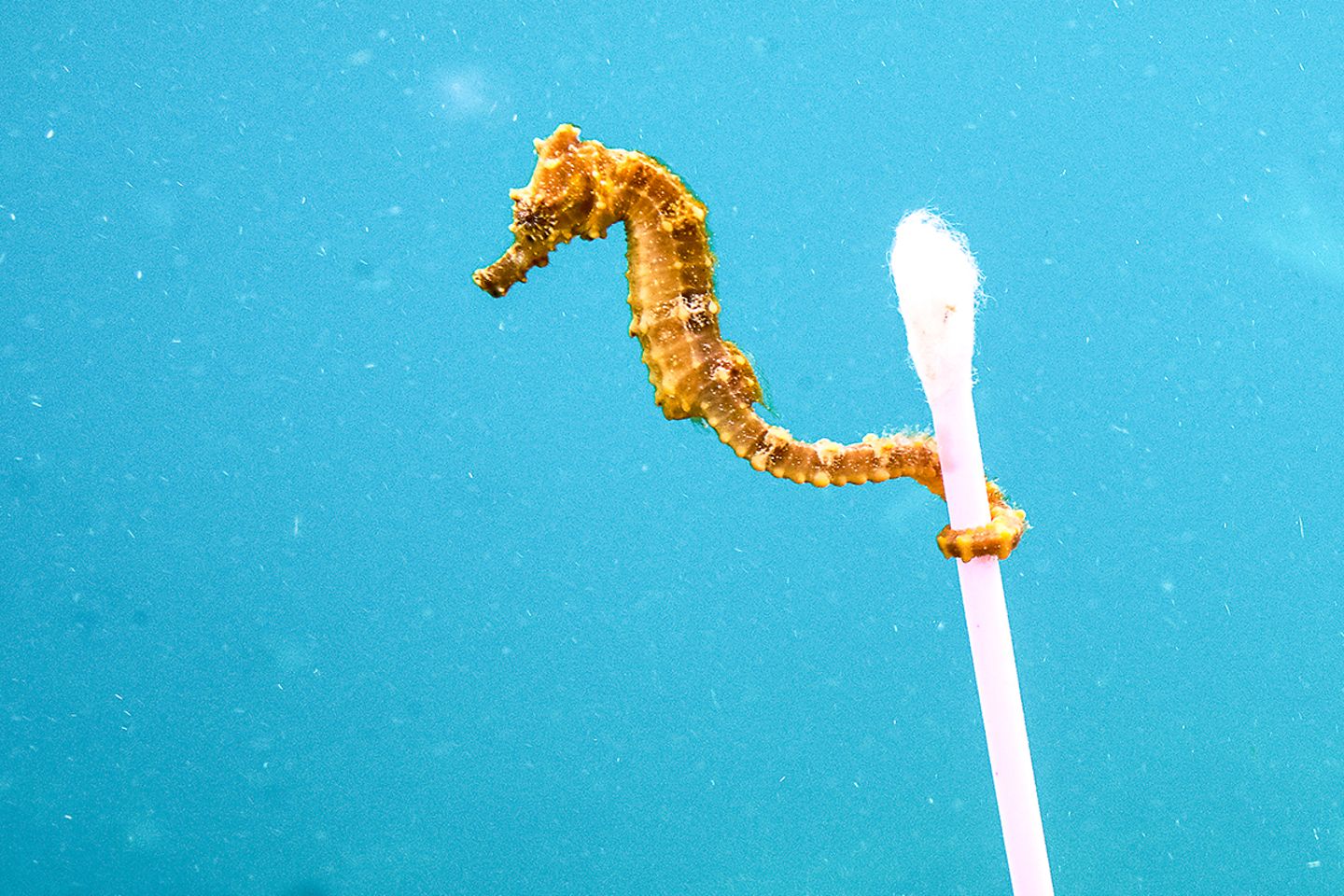 Ausstellung im Gasometer Oberhausen: Die Spannungen zwischen der überwältigenden Schönheit unseres Planeten und gleichzeitig dessen erschreckender Zerstörung ziehen sich wie ein roter Faden durch die Ausstellung. Dazu hat das Museums-Team Originalexponate aus den vergangenen 180 Millionen Jahren zusammengetragen.