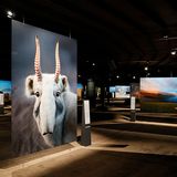 Ausstellung im Gasometer Oberhausen: Die Ausstellung "Das zerbrechliche Paradies" wird bis zum 30. Dezember 2022 im Gasometer Oberhausen zu sehen sein. Bis dahin entdecken Besucherinnen und Besucher unter dem Motto "Eine Erde – viele Welten" im Rund unter der Gasdruckscheibe auf einzigartigen großformatigen Fotografien die paradiesische Artenvielfalt unseres Planeten.