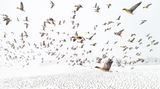 Terje Kolaas/Drone Photo Awards 2021