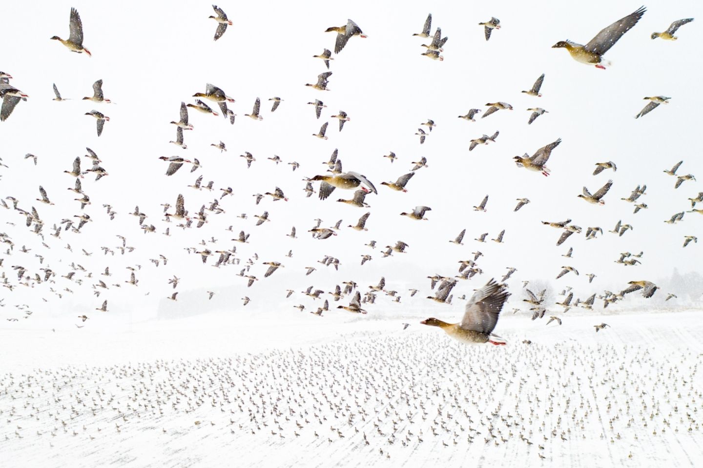 Terje Kolaas/Drone Photo Awards 2021