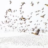 Terje Kolaas/Drone Photo Awards 2021