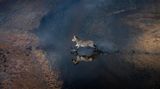 Thomas Vijayan/Drone Photo Awards 2021