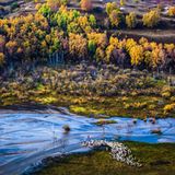 Um das Hochplateau in der Inneren Mongolei im sanften Morgenlicht fotografieren zu können, muss Weimin Qi klettern. Oben angekommen, kreiert er ein Bild mit Dreiklang. Die ziehenden Schafe, der sich ausdehnende Fluss und die bunten Wälder. Die Natur hat ihren eigenen Rhythmus.