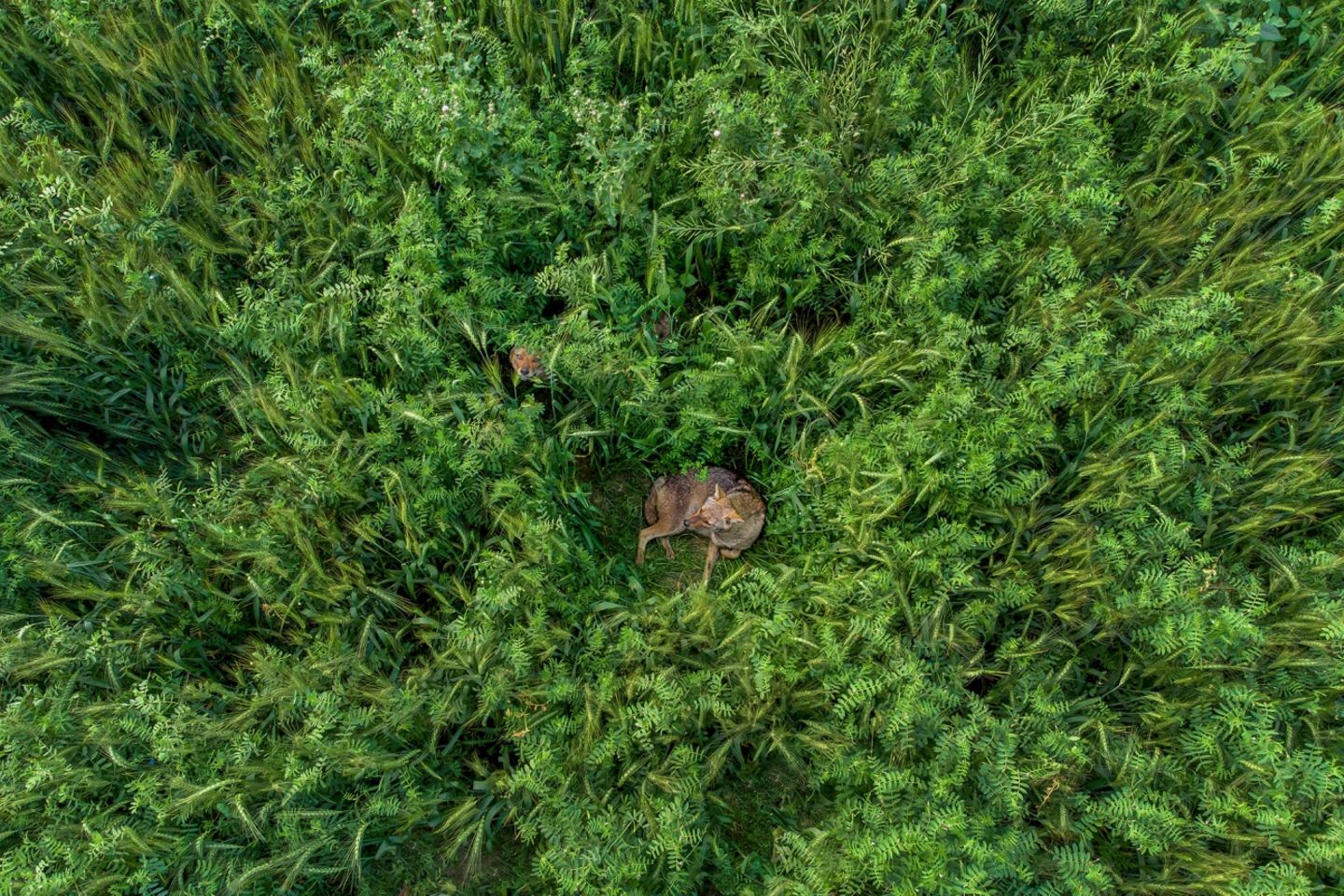 Sujon Adhikary/Drone Photo Awards 2021 Sujon Adhikary/Drone Photo Awards 2021