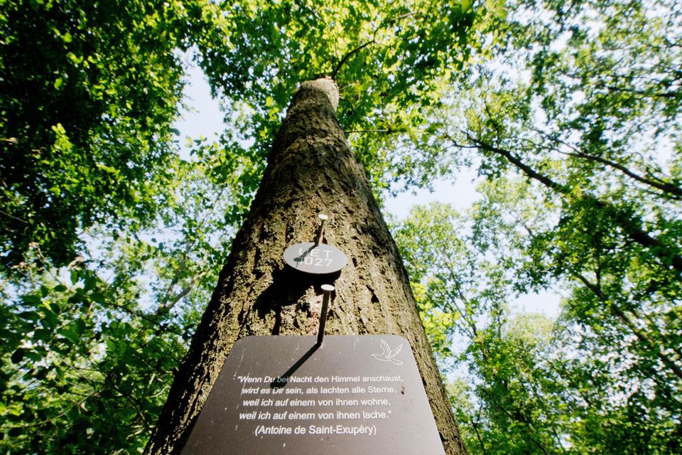 Naturnahe Bestattungen: "Wie nach Hause kommen": Warum die letzte Ruhe im Wald immer beliebter wird