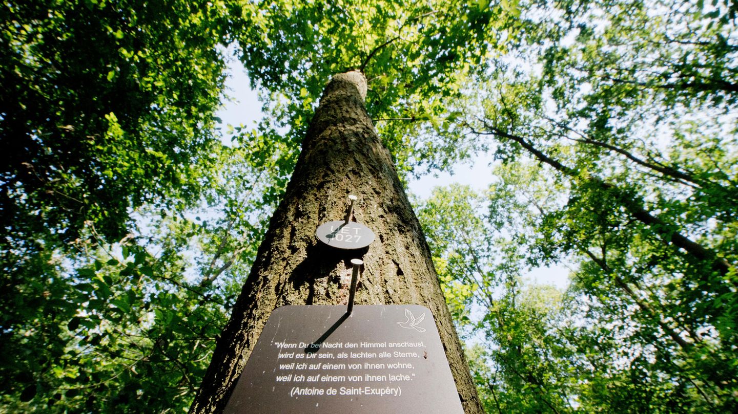 Naturnahe Bestattungen: "Wie nach Hause kommen": Warum die letzte Ruhe im Wald immer beliebter wird