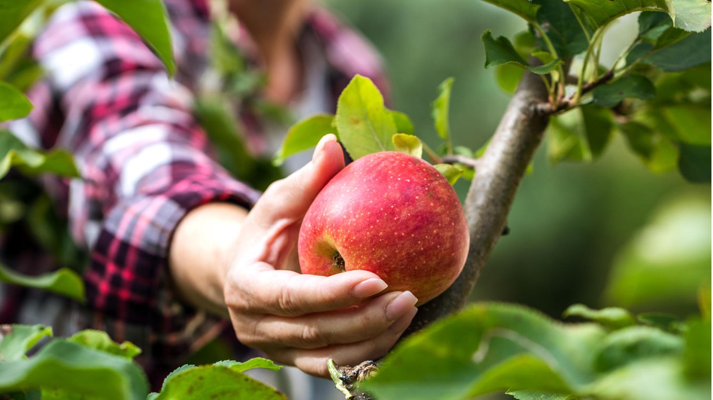 Frau pflückt im Herbst einen roten Apfel von Baum Frau pflückt im Herbst einen roten Apfel von Baum