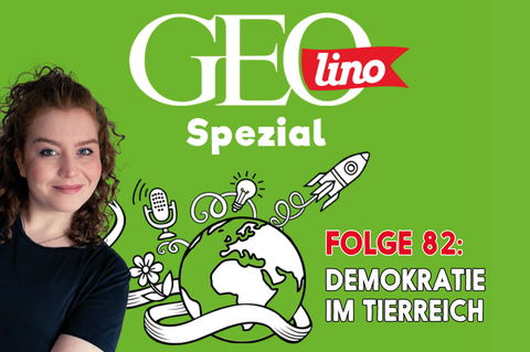 In Folge 82 unseres GEOlino-Podcasts geht es um Demokratie im Tierreich