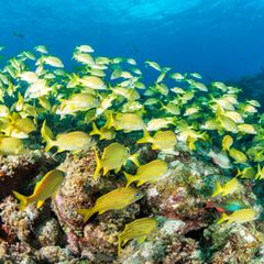 Der Schatz der Karibik: Klimawandel: Warum Kubas Korallenriffe Hoffnung machen