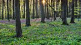Blühende weiße Blumen und Bäume im Hainich
