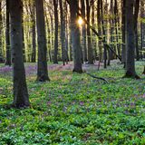 Blühende weiße Blumen und Bäume im Hainich