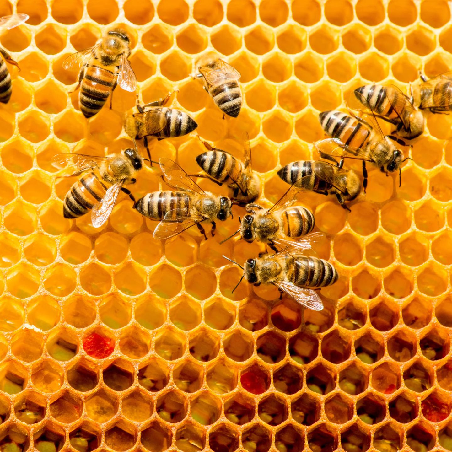 Faviye Hat Imkerei Anti-Moskito-Bienen-Insekten-Hut-Gesichtsschutz-Maske für den Außenbereich
