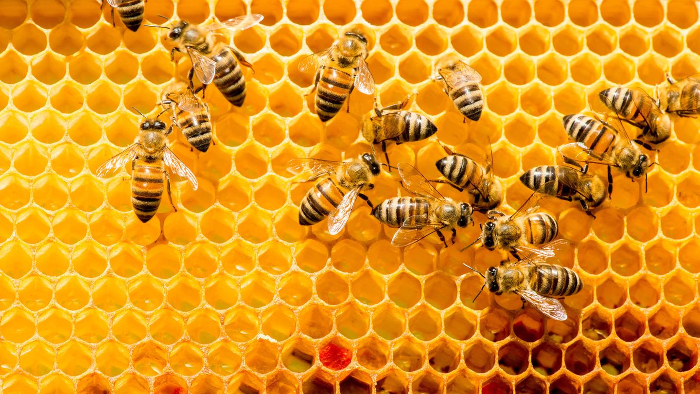 Nahaufnahme von Bienen auf einer Honigwabe