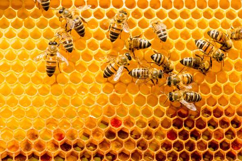 Nahaufnahme von Bienen auf einer Honigwabe