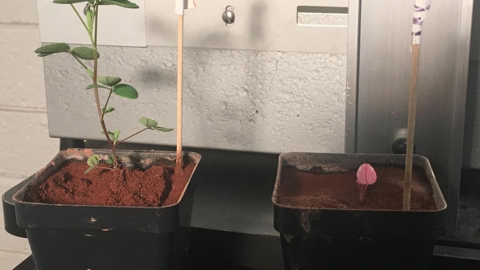Kleepflanzen im Studien-Versuch Kleepflanzen im Studien-Versuch