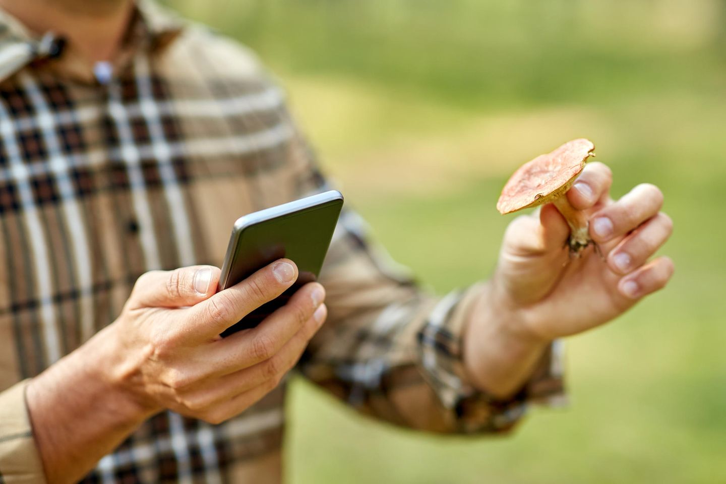 Experten warnen davor, Pilze allein mit Handy-Apps zu bestimmen