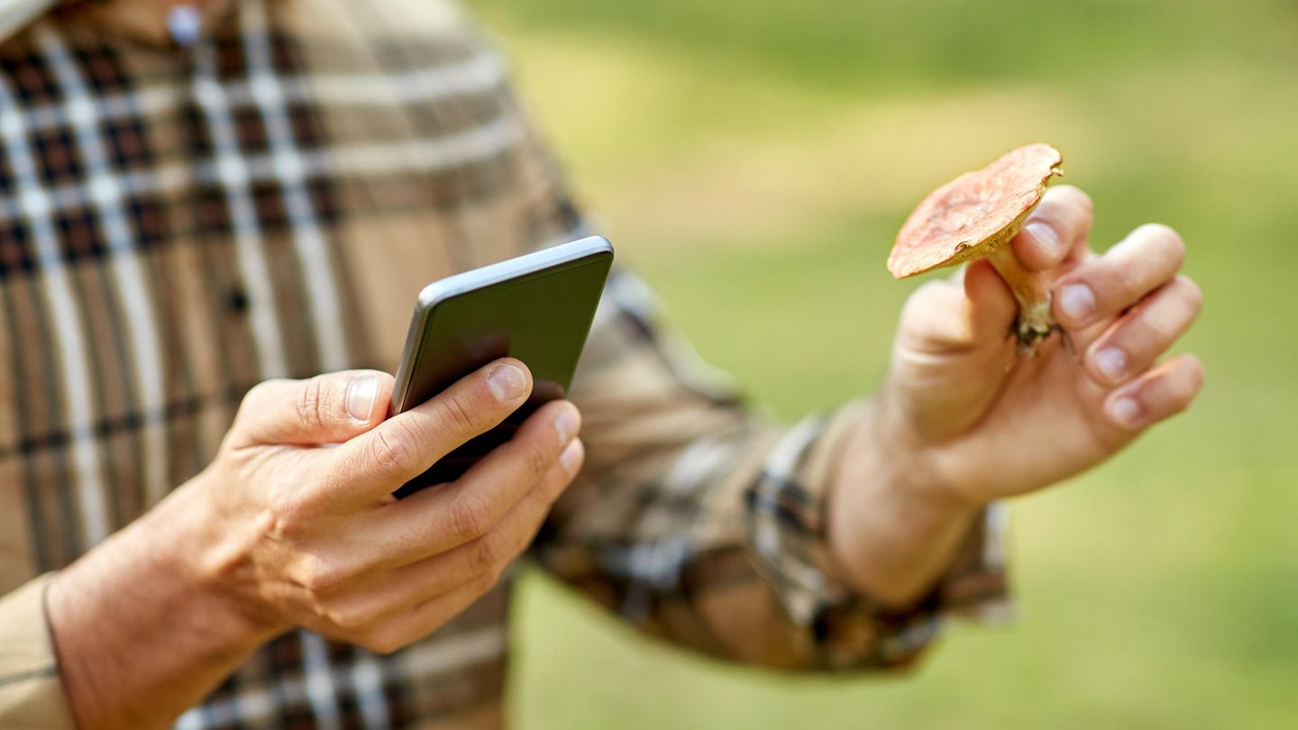 Experten warnen davor, Pilze allein mit Handy-Apps zu bestimmen